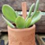 Indian Block Terracotta Planter And Drip Tray, thumbnail 3 of 5