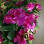 Artificial Rhododendron Flowering Plant Pink, thumbnail 4 of 4