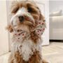 Red Hearts Dog Bow Tie, thumbnail 4 of 9