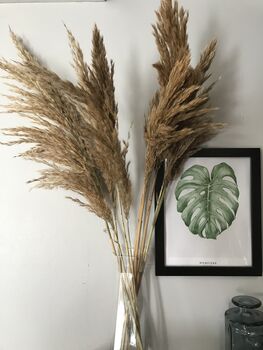 Dried Natural Pampas Grass Bunch, 3 of 6