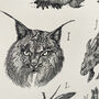 Limited Edition 'Vulnerable Species' Alphabet Print, thumbnail 3 of 12
