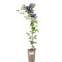 Clematis General Sikorski –3 L Climbing Garden Plant, thumbnail 4 of 5