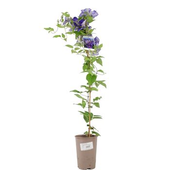 Clematis General Sikorski –3 L Climbing Garden Plant, 4 of 5