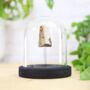 Wooly Mammoth Tusk Bell Jar Real Authentic Jurassic Dinosaur Fossil Museum Quality Natural History Interior Design Home Decor Display Gift Ornament, thumbnail 1 of 5