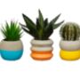 Set Of Three Colour Dipped Cement Planters, thumbnail 4 of 4