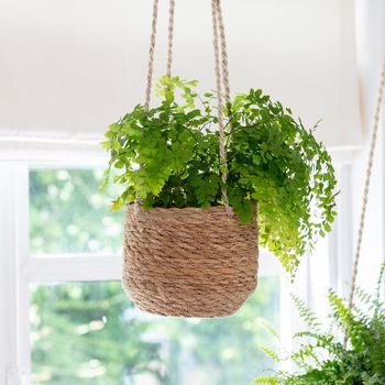 Hanging Seagrass Plant Pot, 2 of 2