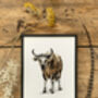 B Is For Banteng Illustration Print, thumbnail 3 of 6