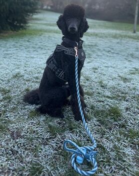 Make Your Own Blue Dog Lead Craft Kit, 4 of 7