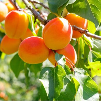 Fruit Tree Apricot Moorpark Tall Plant In10 Litre Pot, 2 of 4