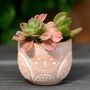 Terracotta Owl Planter With Choices Of Succulents, thumbnail 1 of 3