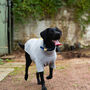 Labrador Polartec Water Resistant Dog Coat, thumbnail 1 of 7