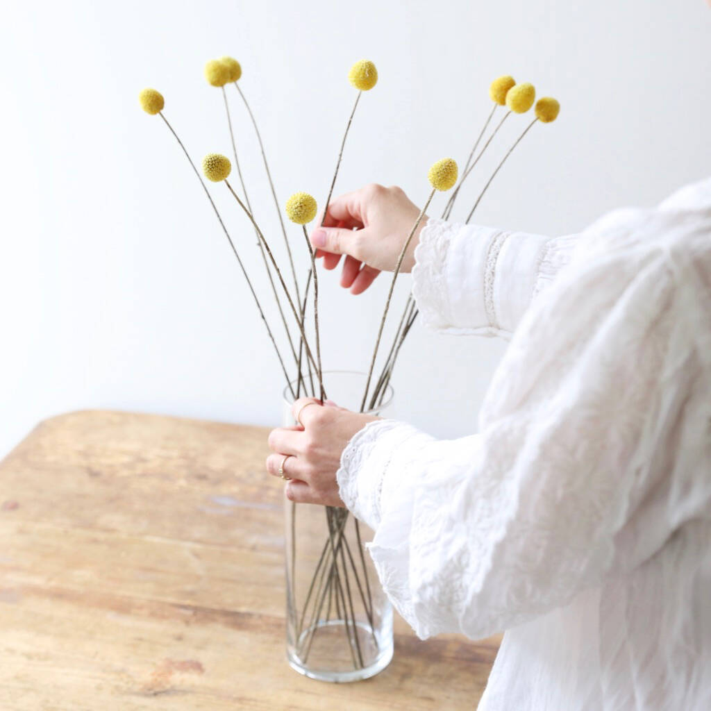 Preserved Natural 'billy Buttons' Craspedia Flowers By