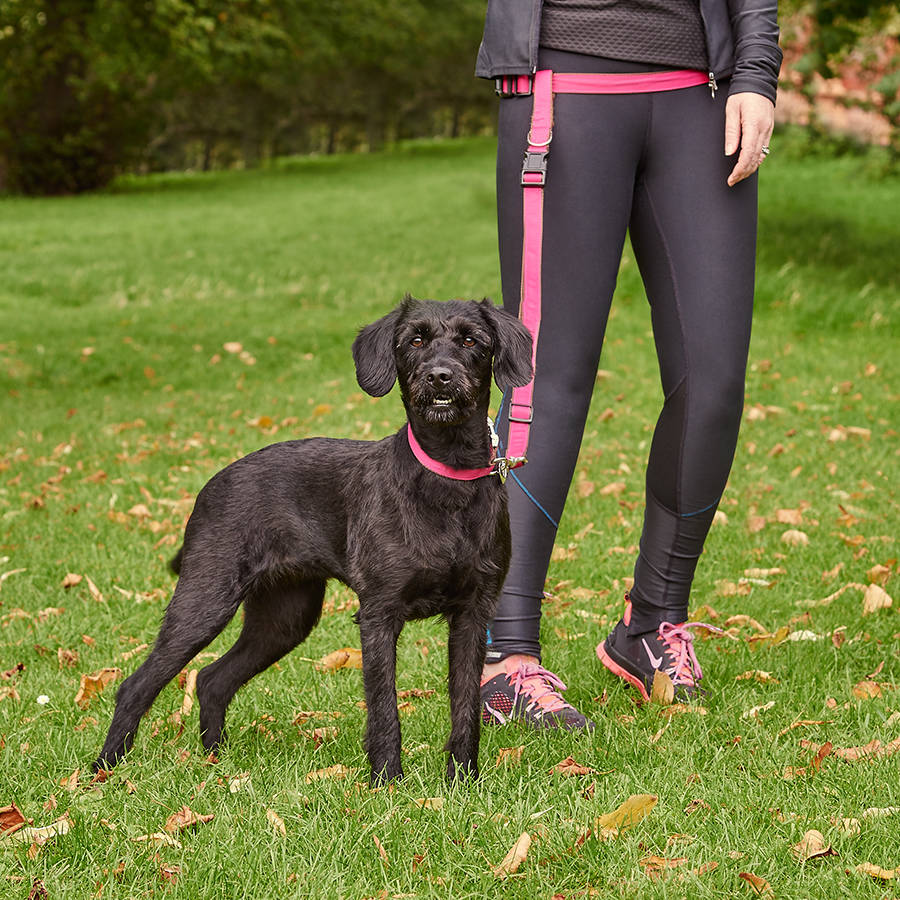 dog running lead by suzy q designs