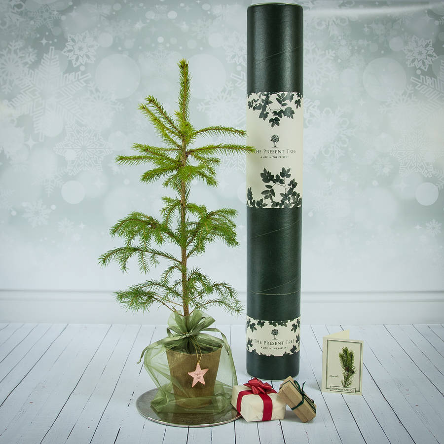 little christmas tree gift by the present tree