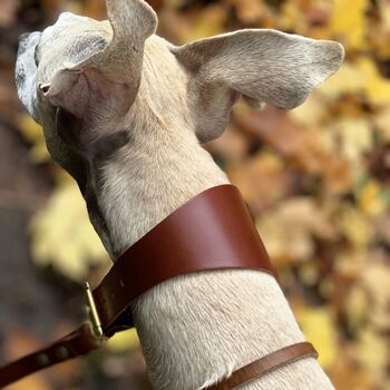 Brown Leather Whippet Collar Can Be Personalised, 4 of 9