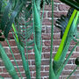 Artificial Topiary Palm Tree, thumbnail 8 of 8