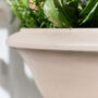 Wide Terracotta Urn Planter, thumbnail 2 of 4