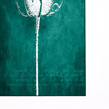 Teasel Winter Seed Head Print, 2 of 9