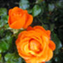 Rose For You With Love Garden Rose Gift, thumbnail 1 of 2