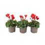 Red Cyclamen Trio In 9cm Pots – Garden Ready Plants, thumbnail 1 of 2