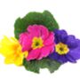 Primula 'Wanda Mix' Six X Full Plant Pack, thumbnail 1 of 5