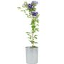 Clematis General Sikorski –3 L Climbing Garden Plant, thumbnail 3 of 5