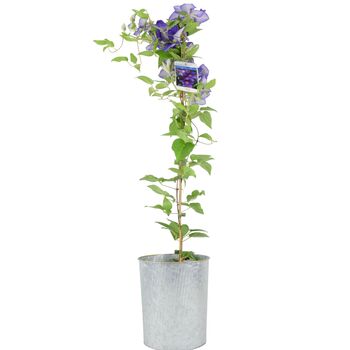 Clematis General Sikorski –3 L Climbing Garden Plant, 3 of 5