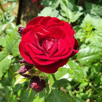 Miniature Rose Plant ‘Red’ One Plant In 10.5cm Pot, 3 of 5