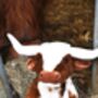 Large Texas Longhorn Highland 30cm Cow With Personalised Heart, thumbnail 2 of 12