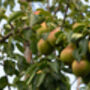 Pear Fruit Trees Two X 10 L Pots, thumbnail 8 of 8