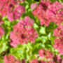 Sedum Plants ‘Munstead Dark Red’, thumbnail 4 of 5
