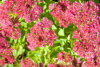 Sedum Plants ‘Munstead Dark Red’, 4 of 5