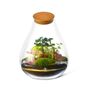 Xl Bonsai Terrarium Kit Diy H: 43 Cm | 'Seattle', thumbnail 9 of 9