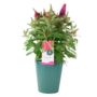 Butterfly Bush 'Little Ruby' – 5 L Pot Shrub, thumbnail 2 of 5