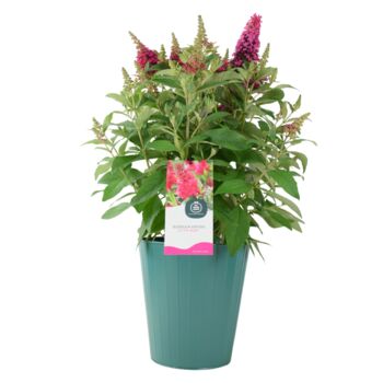 Butterfly Bush 'Little Ruby' – 5 L Pot Shrub, 2 of 5