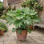 Fatsia Japonica7.5 L Architectural Evergreen Shrub, thumbnail 1 of 5