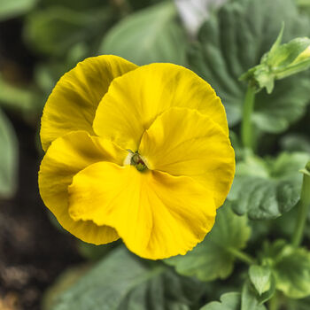 Viola 'Yellow' Six X Plant Pack, 6 of 6