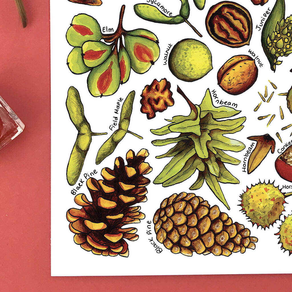 Nuts And Seeds Of Britain Postcard By Alexia Claire