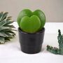 Duo Hoya Heart Plant – Easy Care 6cm Succulent Gift, thumbnail 7 of 8
