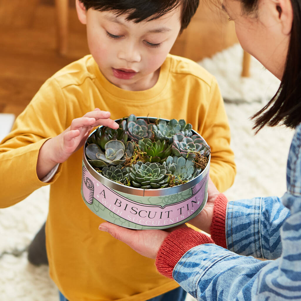 Succulents In A Biscuit Tin, 1 of 12