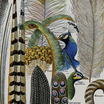 Vintage Feathers Illustration Wall Art Print, 3 of 5
