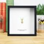 Malaysian Mantis Insect Bug Entomology Taxidermy Box Frame, thumbnail 1 of 3