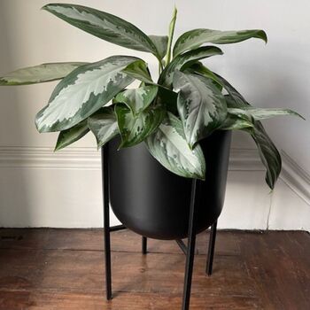 Black Metal Planter With Legs, 2 of 9