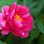 Peony Plants, thumbnail 4 of 7