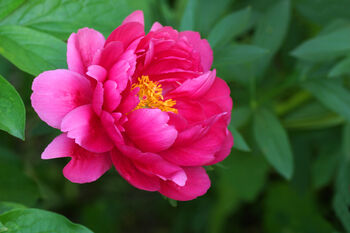 Peony Plants, 4 of 7