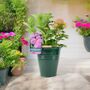 Pink Hydrangea Macrophylla In 3 L Pot – Summer Plant, thumbnail 7 of 7