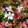 Shrub Abelia Grandiflora One Plant In Two Litre Pot, thumbnail 1 of 5