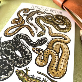 Reptiles Of Britain Greeting Card, 11 of 11