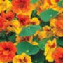 Nasturtium 'Tom Thumb Alaska' Seeds, thumbnail 3 of 4