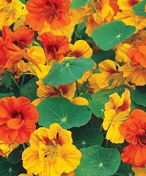 Nasturtium 'Tom Thumb Alaska' Seeds, 3 of 4
